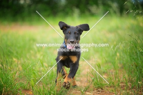 Portrait of a Beauceron puppy running in a field
