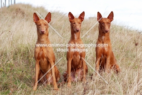 three Pharaoh Hounds