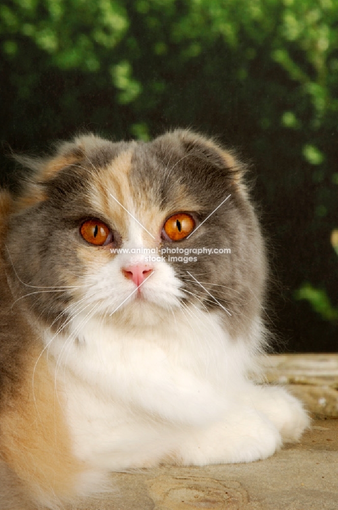 scottish fold cat, portrait