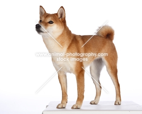 shiba inu on white background