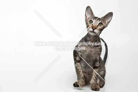 peterbald cat looking cute at camera