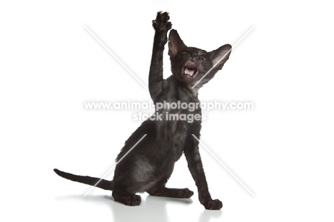 Peterbald kitten playing, one leg up, 9 weeks