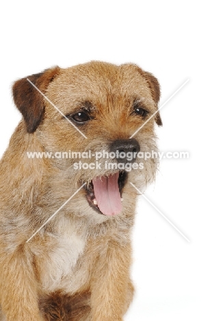 Border Terrier yawning