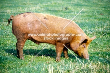 tamworth boar standing on grass at cotswold farm park