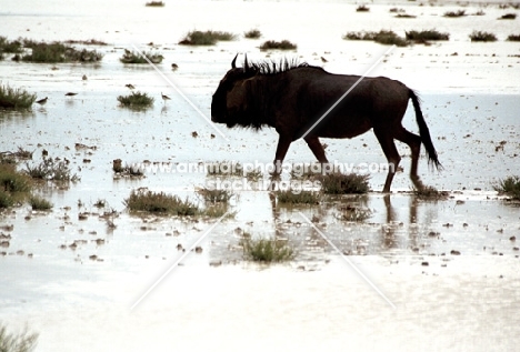 Wildebeast walking in water