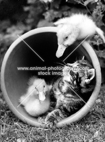 kitten and duckling in flower pot with another duckling on top