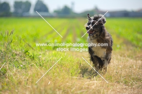 blue merle australian shepherd running in front of a field in the countryside