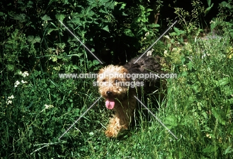 lakeland terrier in pet trim walking down path