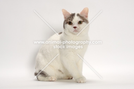 Blue Classic Tabby and White Manx sitting on white background