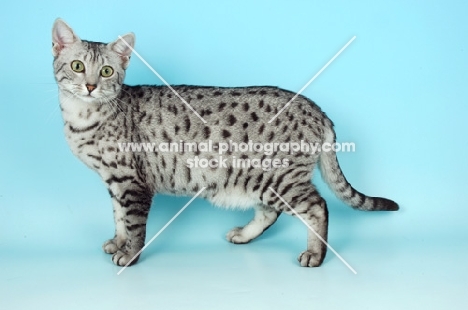 silver egyptian mau side view