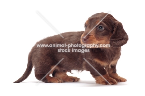 Chocolate Tan coloured longhaired miniature Dachshund puppy, standing on white background