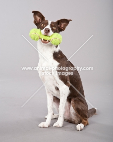 Border Collie with tennis ball stick