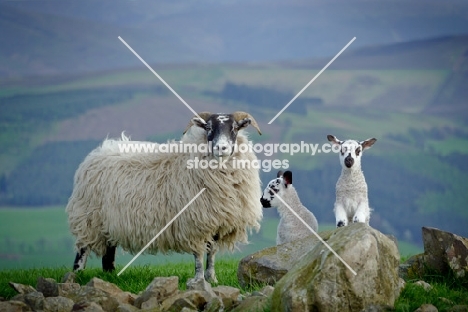 Scottish Blackface ewe & Scotch Mule lambs