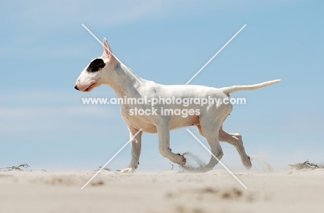 Bull Terrier running in sand