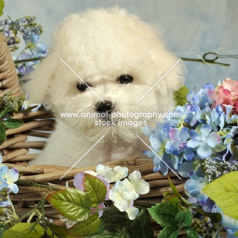 young Bichon Frise in basket