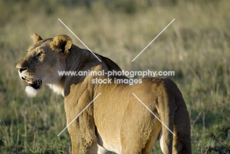 lioness in masai mara game reserve