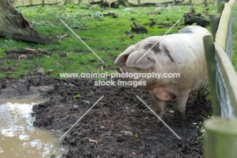 Gloucester Old Spot in muddy field