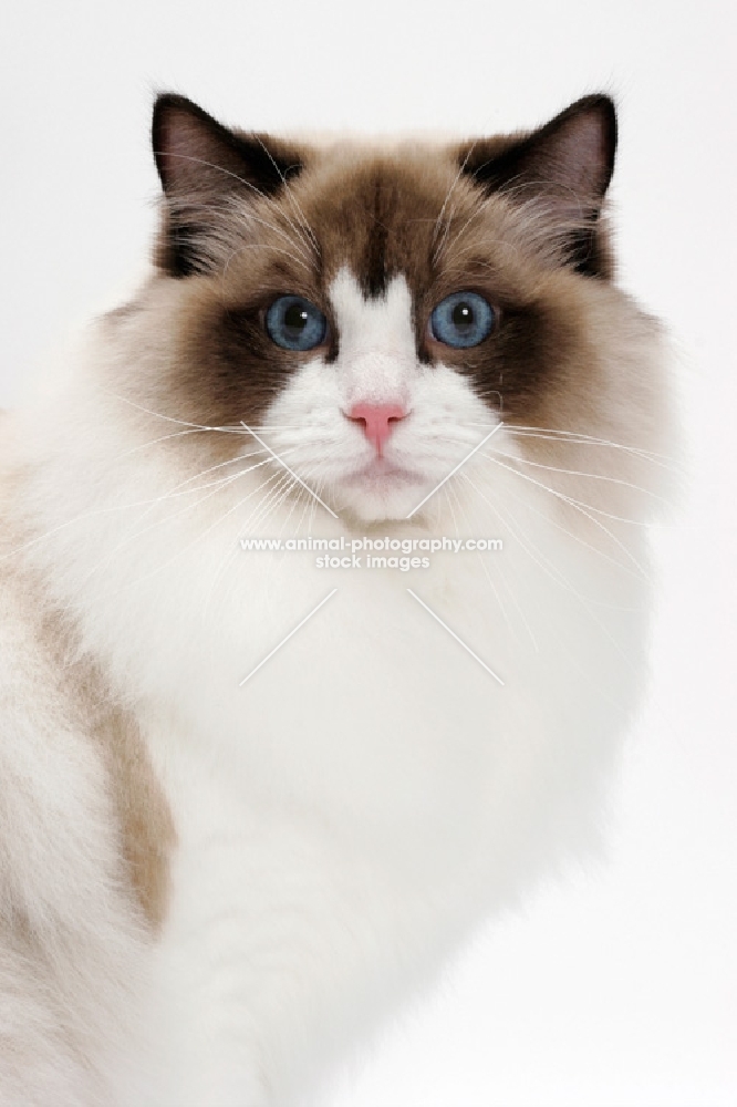 Ragdoll on white background, Seal Point Bi-Color, portrait