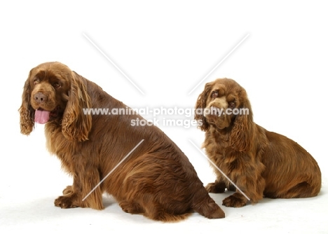 Australian Champion Golden Liver Sussex Spaniels