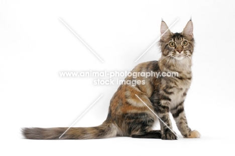young Maine Coon cat sitting down, brown classic torbie colour