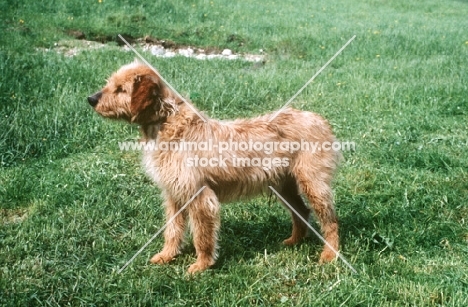 Barak, also known as Bosnian Coarse-haired Hound or Bosanski Ostrodlaki Gonic. Taken by Kocbek