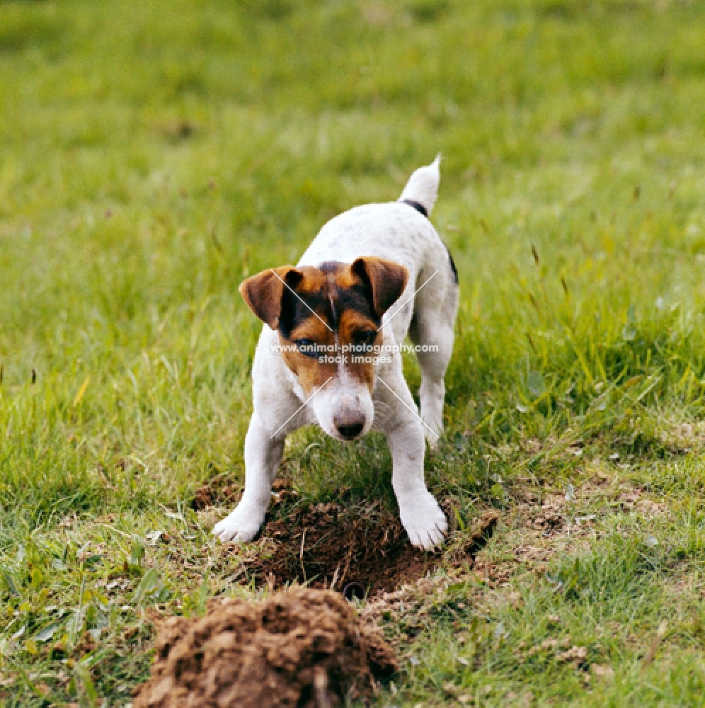 jack russell terrier digging a hole