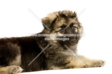 German Shepherd (aka Alsatian) puppy