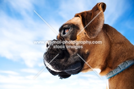 Boxer profile against blue sky