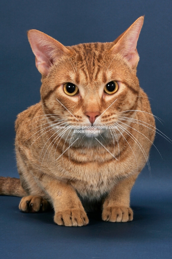 Ocicat crouching down, cinnamon spotted tabby colour