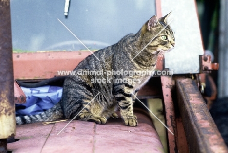 tabby cat sitting on a tractor