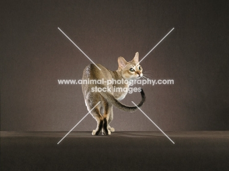 singapura cat, turning