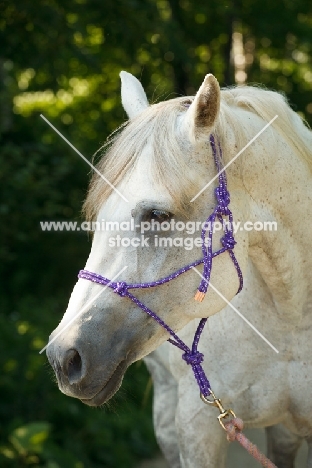 Quarter horse portrait with purple halter