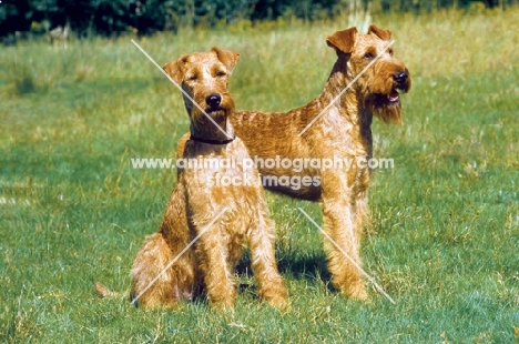 two Irish Terriers