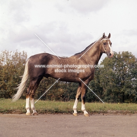 akhal teke, full body 