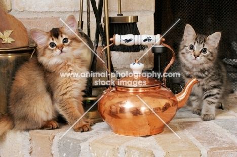 two somali kittens near a kettle