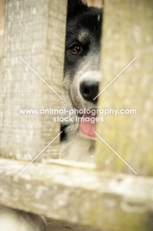 Husky Crossbreed looking through fence