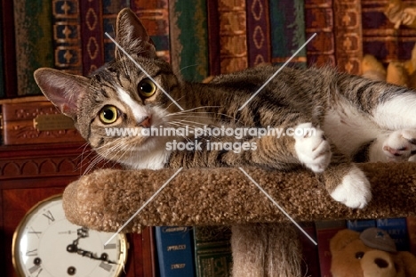 tabby and white cat lying on side on cat tree