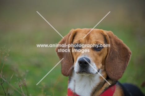 Beagle resting