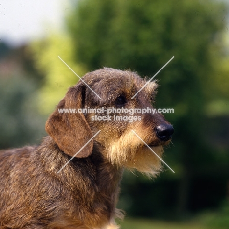 portrait of wire haired miniature dachshund from drakesleat