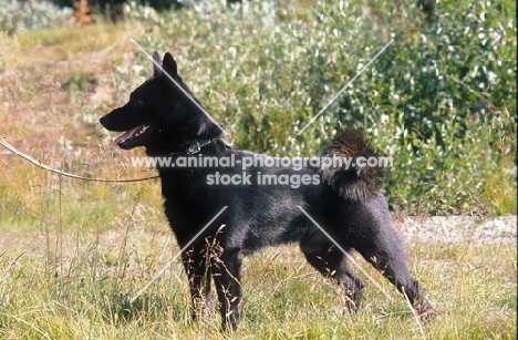 black Norwegian Elkhound