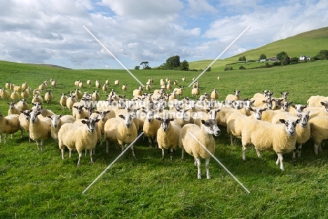 flock of Scottish Mule ewes