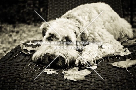 soft coated wheaten terrier lying on wicker chair