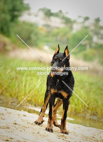 Beauceron standing near grass