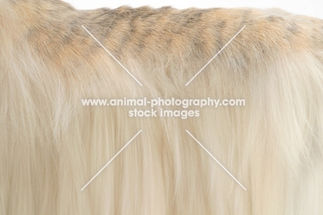 Australian Champion Afghan Hound, oyster brindle colour