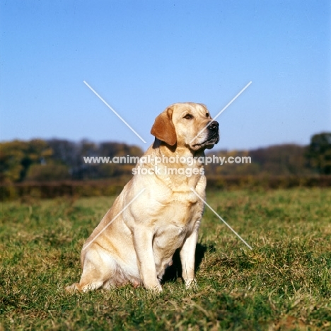 yellow labrador sitting in field