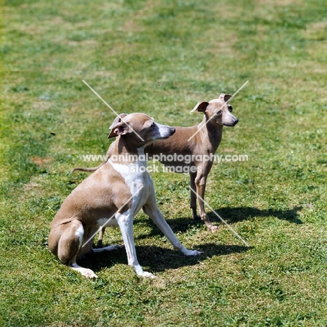 italian greyhound and puppy on grass