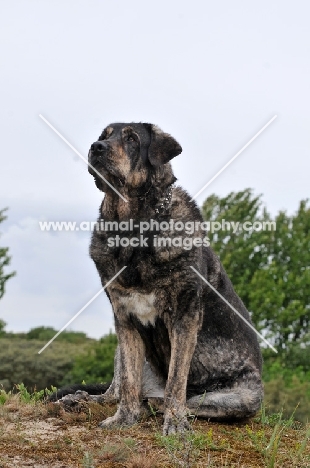 Spanish Mastiff (Mastin Espanol)