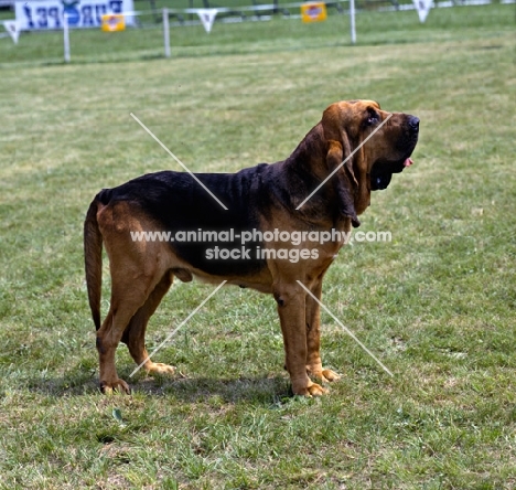 bloodhound in belgium