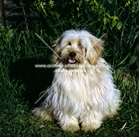 tibetan terrier sitting facing camera