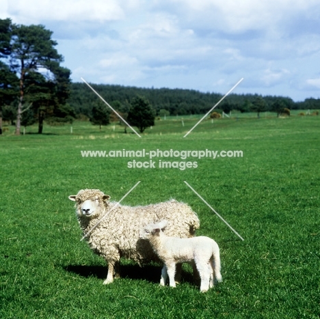 devon longwool ewe with her lamb